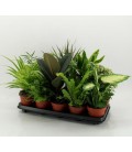 Plantes vert mix Ø 12