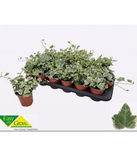 Lierre White Wonder Ø09