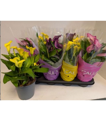 Calla mix pot de 14 h 40