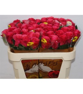 Rose Tacazzi 70 cm