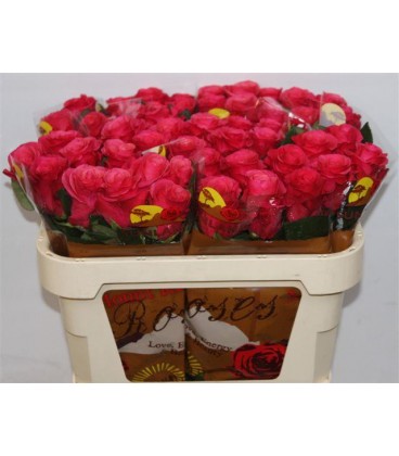 Rose Tacazzi 70 cm