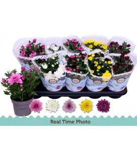 Chrysantheme pot de 12 mix