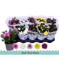 Chrysantheme pot de 12 mix