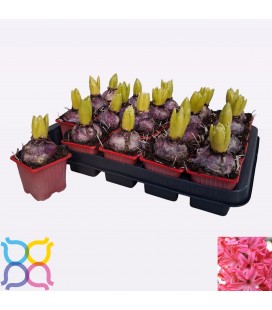 Jacinthe Jan bos pot de 7