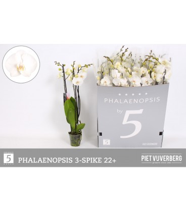 Phalaeno Ø 12 h 70 cm Blanc 5b