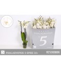 Phalaeno Ø 12 h 70 cm 3B Blanc