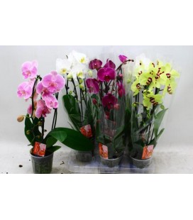 Phalaeno Cascade Mix Ø12 h 45