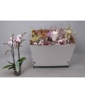 Phalaenopsis Mf mix Ø 12 h 55 3 B