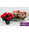 Begonia Betulia Pot de 19