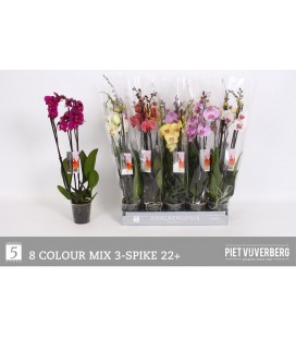 Phalaeno Ø 12 h 65 mix 3 b