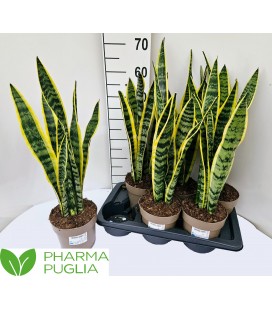 Sanseveria Laurentii pot de 17 h 60
