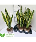 Sanseveria Laurentii pot de 19 h 80