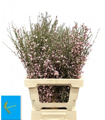 Genet Teinté 65 cm 150 G