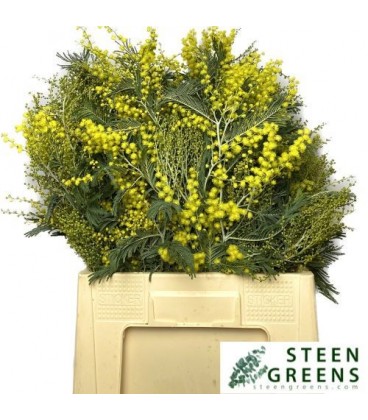 Mimosa 65 cm botte de 350 g