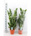 Zamioculcas Pot de 21 h 95