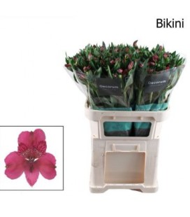 Alstromeria Bikini