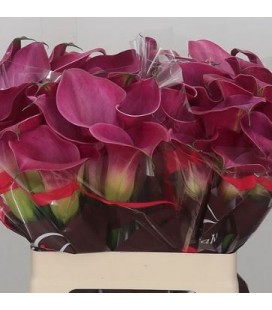 Calla Fantazia 50 cm