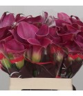 Calla Fantazia 50 cm
