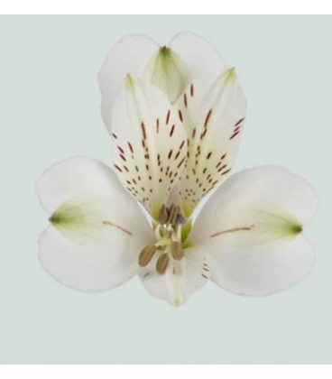 Alstromeria White Swan 75 cm