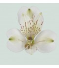 Alstromeria White Swan 75 cm