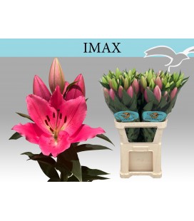 Lys or Imax 90 cm