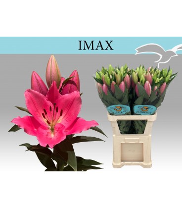 Lys or Imax 90 cm