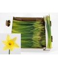 Narcisse Dutch Master 34 cm botte