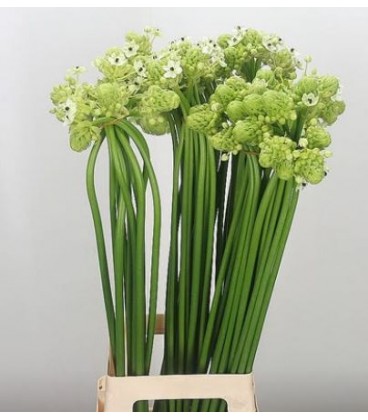 Ornitogalum saundersia 85 cm