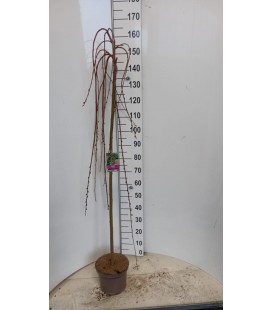 Salix cap Kilmarnock Ø23 h160