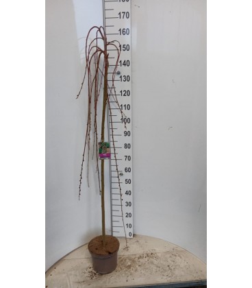 Salix cap Kilmarnock Ø23 h160