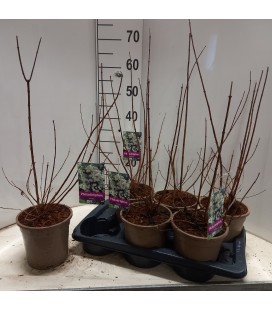 Phila Virginal Ø17 h 60