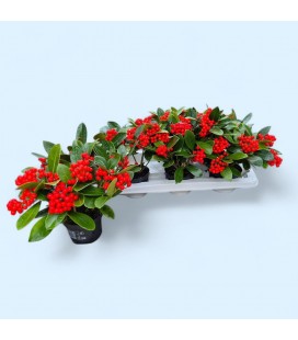 Skimmia Oberries red Ø12