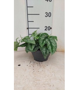 Scindapsus silver Ø 17