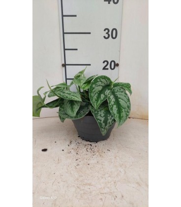 Scindapsus silver Ø 17