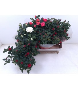 Rosier Ø 20 mix 3 couleurs