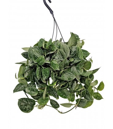 Scindapsus silver Ø 19