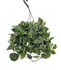 Scindapsus silver Ø 19