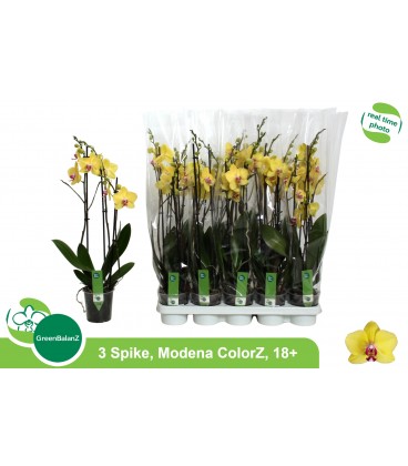 Phalenopsis Modena Ø12 3b