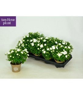 Campanule Dublin white Ø11