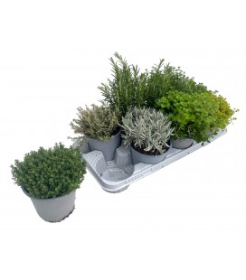Plantes aromatique mix pot de 14