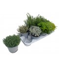 Plantes aromatique mix pot de 14