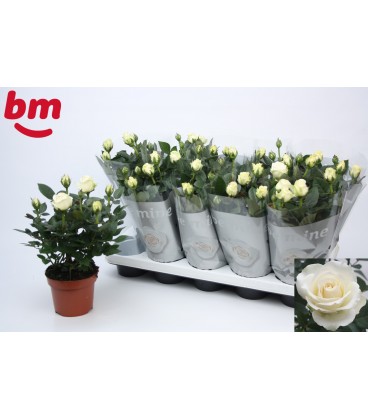 Rosier blanc monde pot de 12