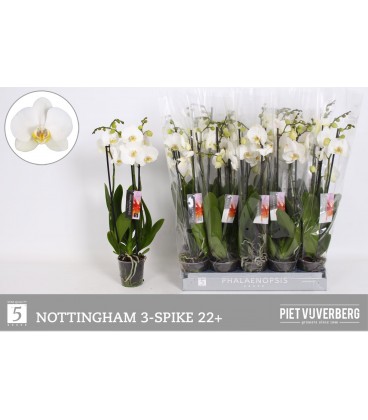 Phalenopsis Nottingham Ø12 3b