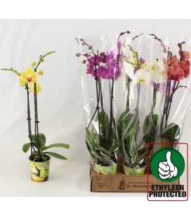 Phalaeno Ø 12 h 70 cm mix 4 coul