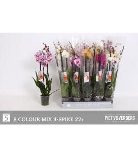 Phalaeno Ø 12 h 65 mix 3 b