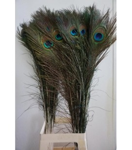 Plume de paon 110 cm