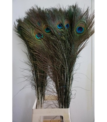 Plume de paon 110 cm