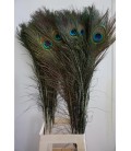 Plume de paon 110 cm
