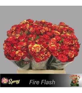 Rose Branchue Fire Flash 40 Cm