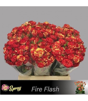 Rose Branchue Fire Flash 40 Cm